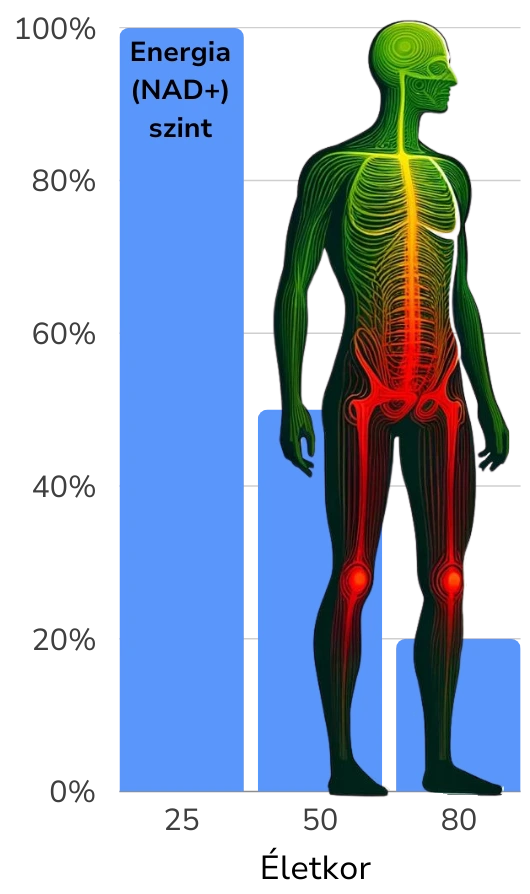 NAD csökkenése a korral